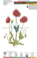 Scarlet Poppies: Midnight Blossom