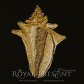 Cone Seashell Machine Embroidery Design