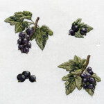 Black currants set - 4 in 1