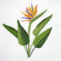 Bird of Paradise Strelitzia Flower Large - 5 sizes