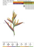 Bird of Paradise Strelitzia Set - 2 sizes
