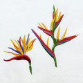 Bird of Paradise Strelitzia Set - 2 sizes