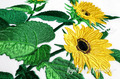 Sunflowers Machine Embroidery Design - 2 sizes