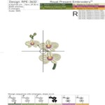 Orchid Flowers - 4 sizes