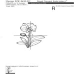 Two contour orchids set - 4 sizes