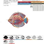 Tropical fish - 3 sizes